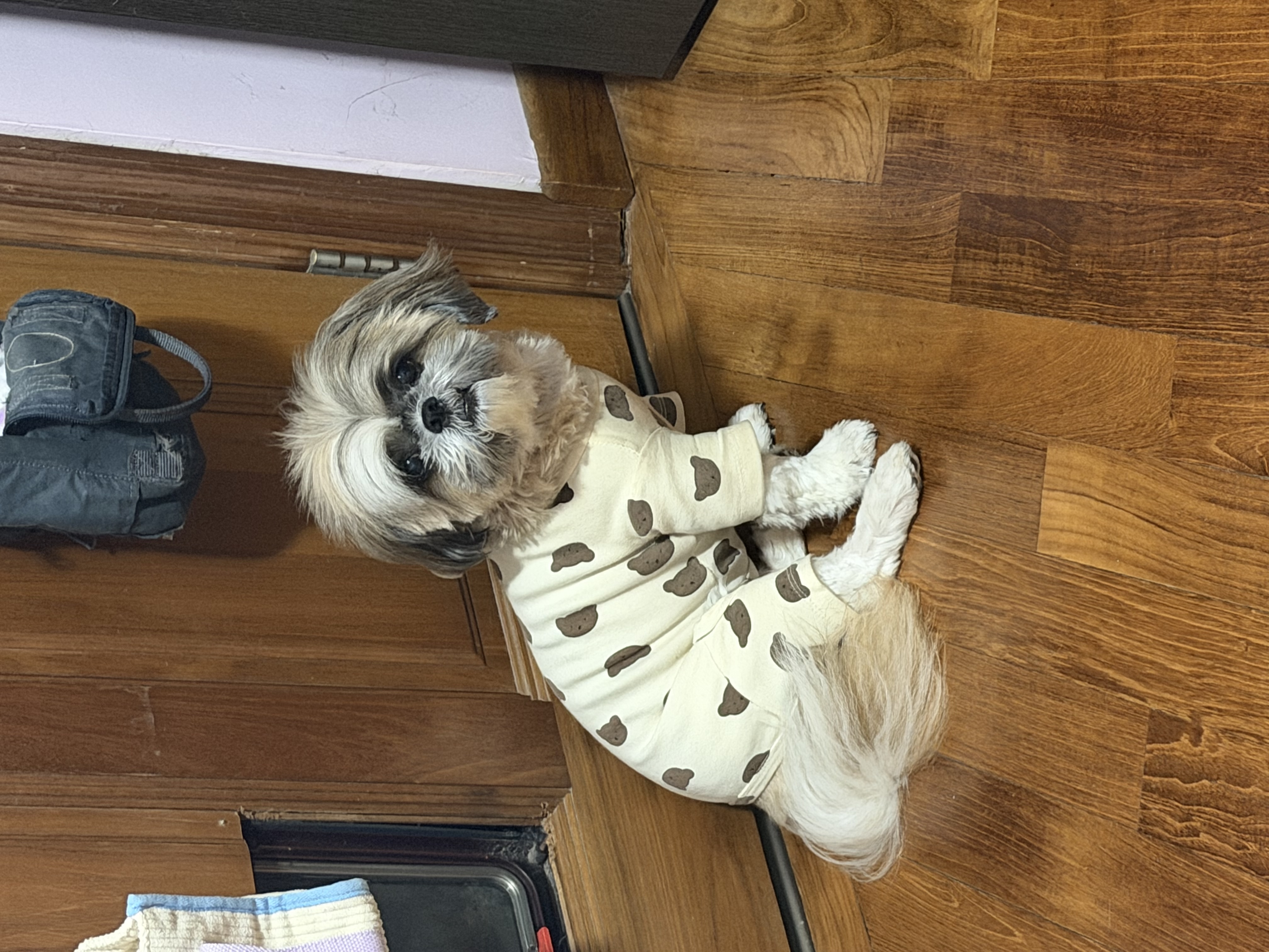 Milo, a shih tzu, sitting on a wooden floor wearing cream pajamas with a bear print